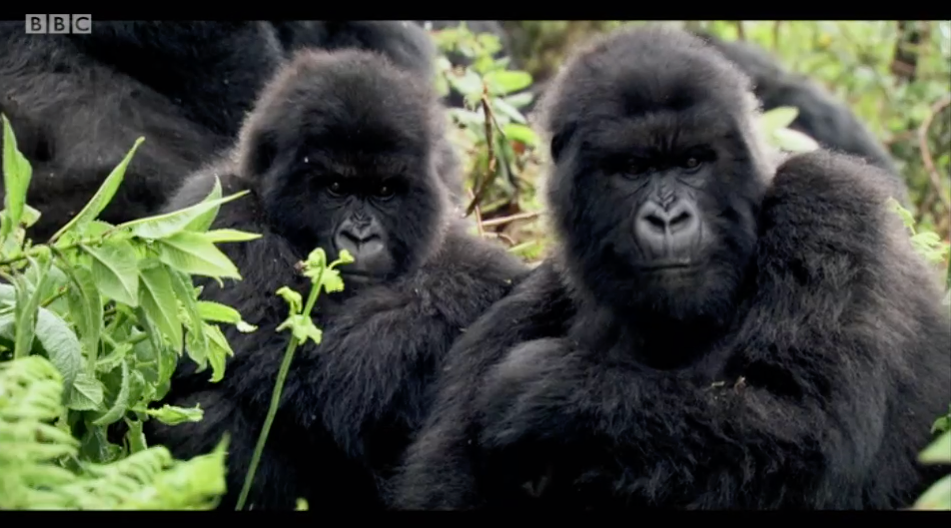 Sir David Attenborough S New Documentary Terrifies Viewers Sir David Attenborough S New Documentary Terrifies Viewers