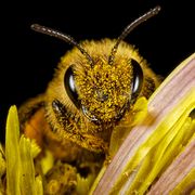 extreme closeup of honey bee