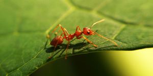 extreme close up of red ant on leaf