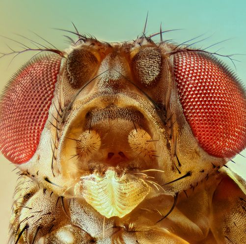 2 Million Fruit Flies Are About to Rain Down on Los Angeles