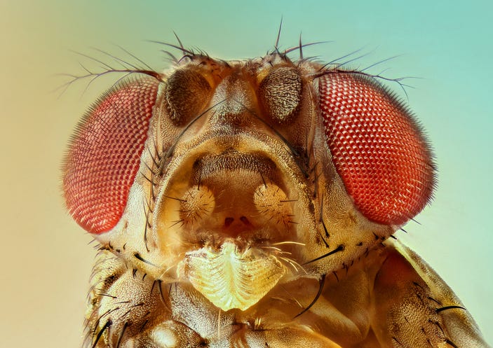 Millions of Sterile Fruit Flies Will Soon Be Dropped on Los