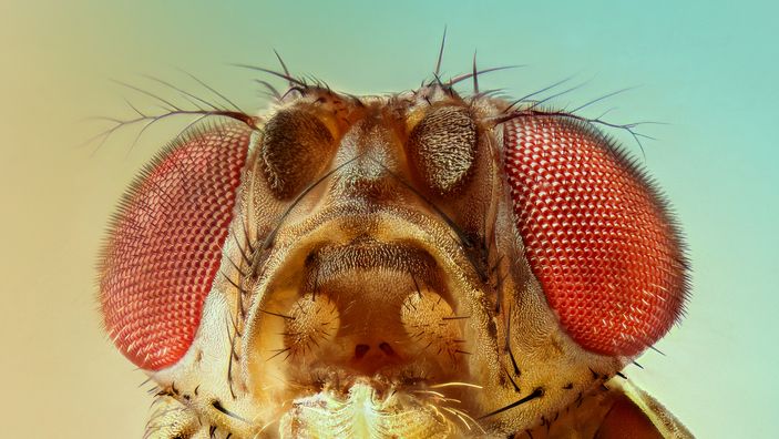 Fruit Flies Are Invading Los Angeles. The Solution? More Fruit