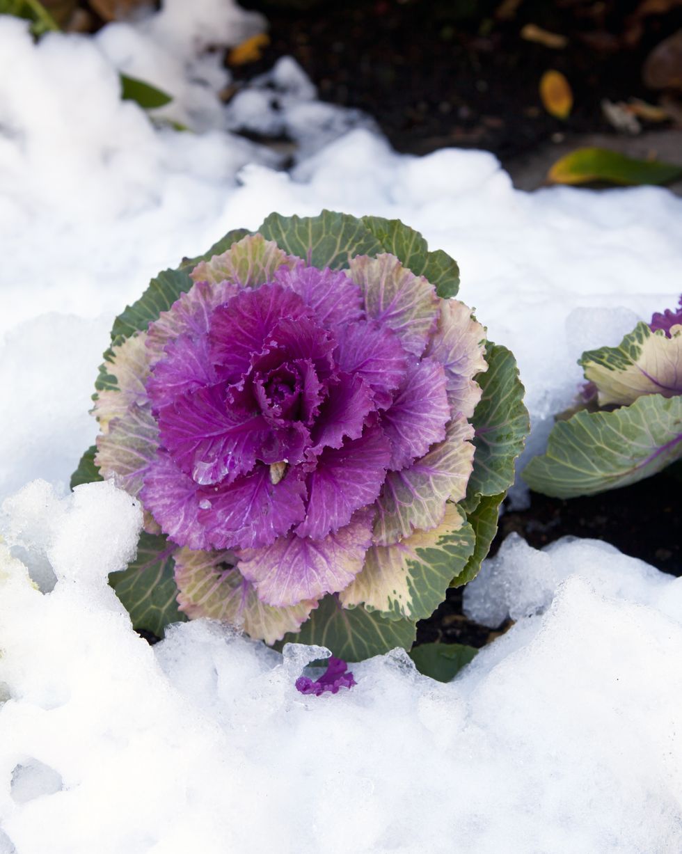 25 Beautiful Flowering Plants That Bloom in Winter