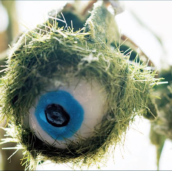 eyeball fern