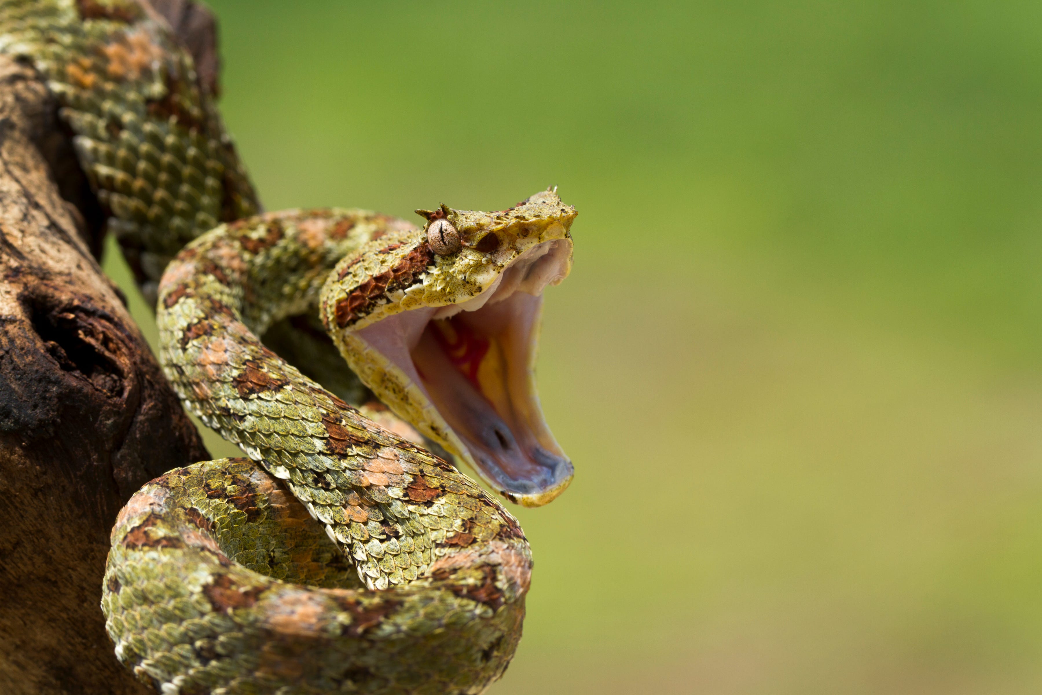 Eyelash Viper Coiled to Strike