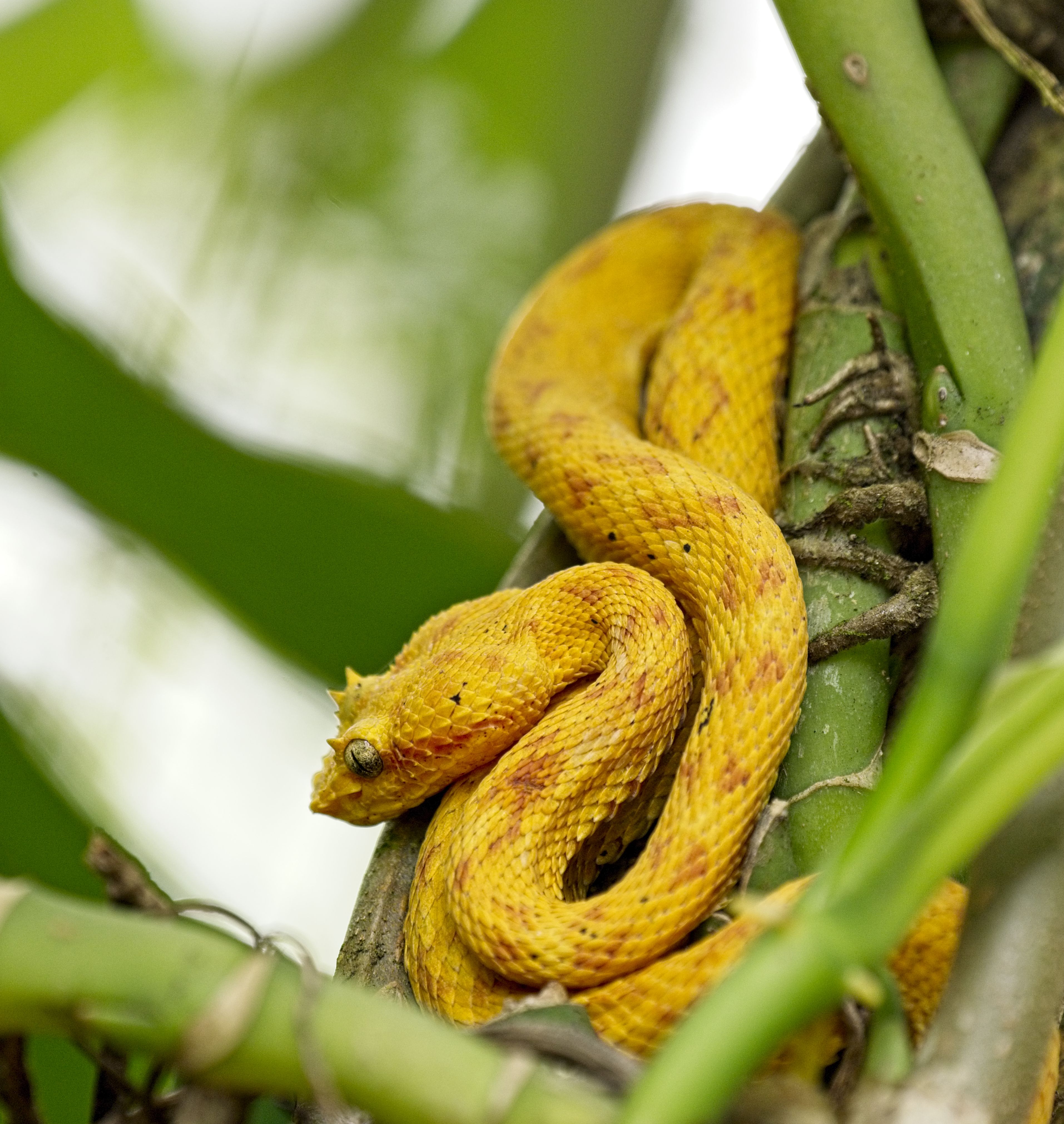 amazon forest dangerous snakes