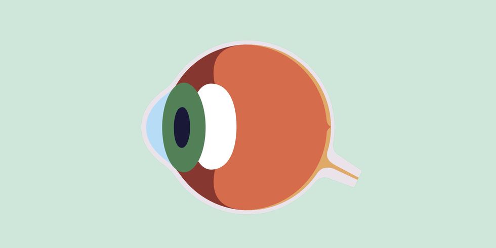 illustration, anatomy of the eye