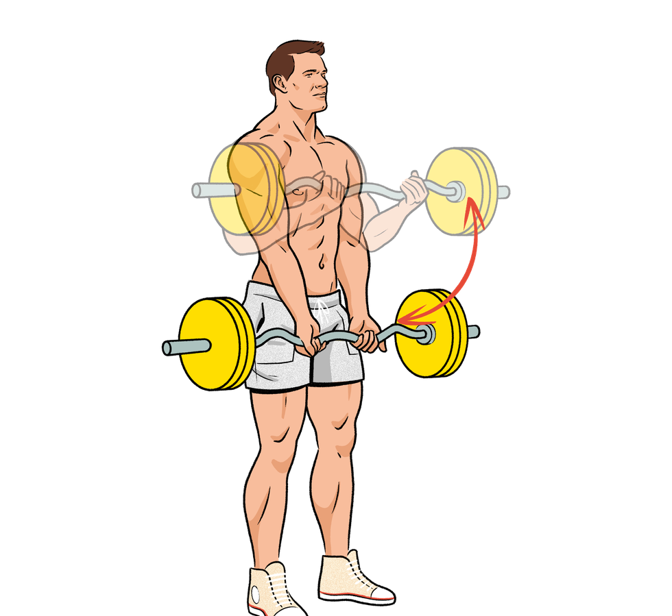 ez bar curl 21 strength and muscle building exercise, workout