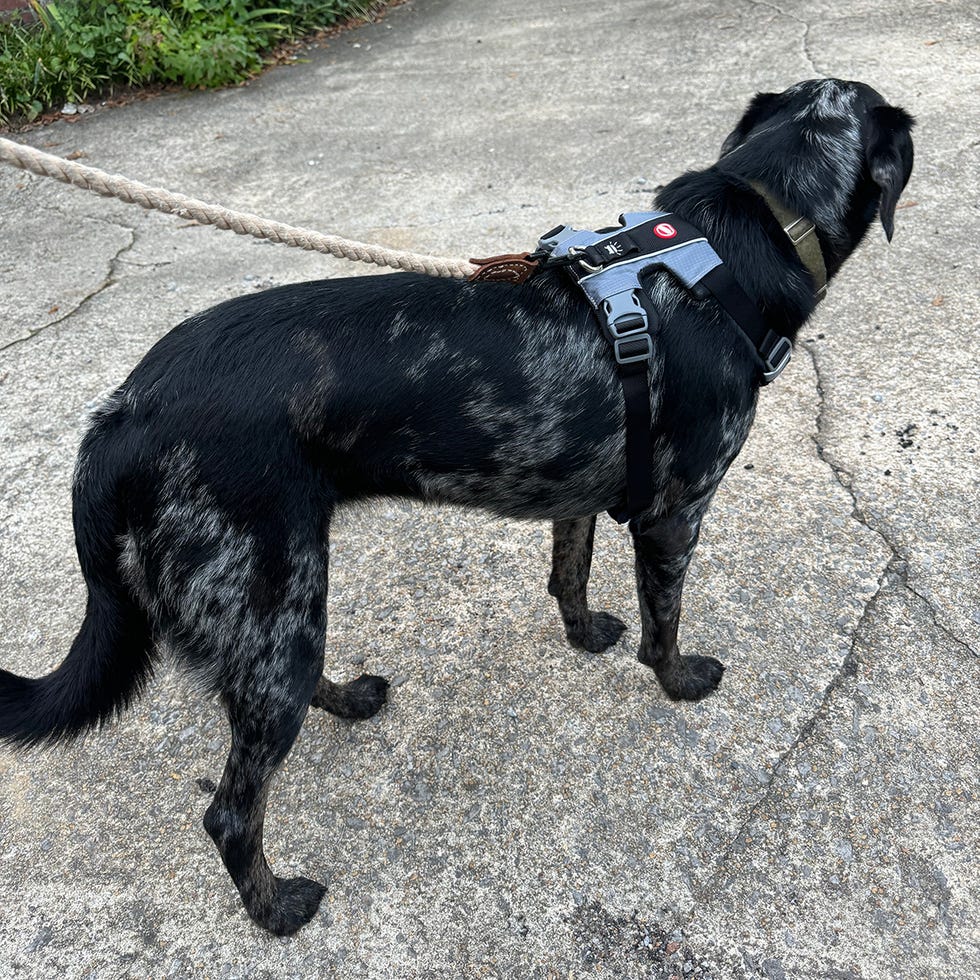 a black dog wearing a harness