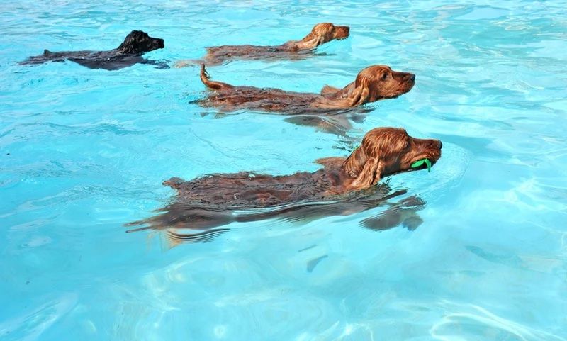 a group of dogs swimming in water