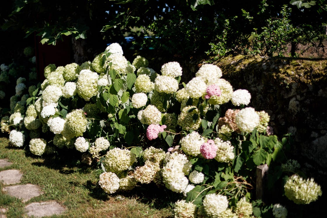 FRANCE-NATURE-HORTENSIA