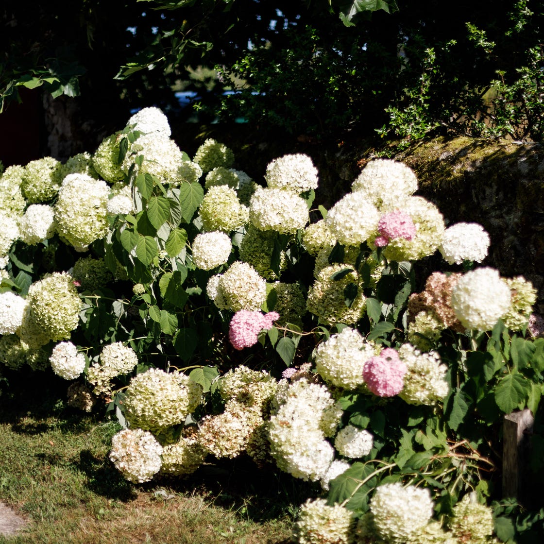 FRANCE-NATURE-HORTENSIA FRANCE-NATURE-HORTENSIA