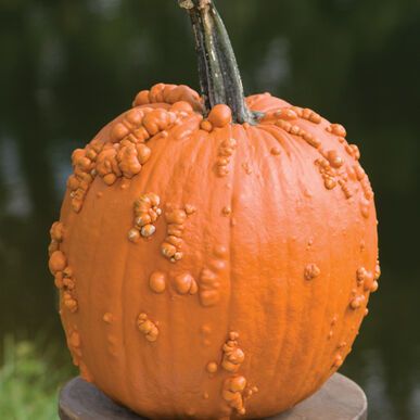 types of pumpkin like the knucklehead variety