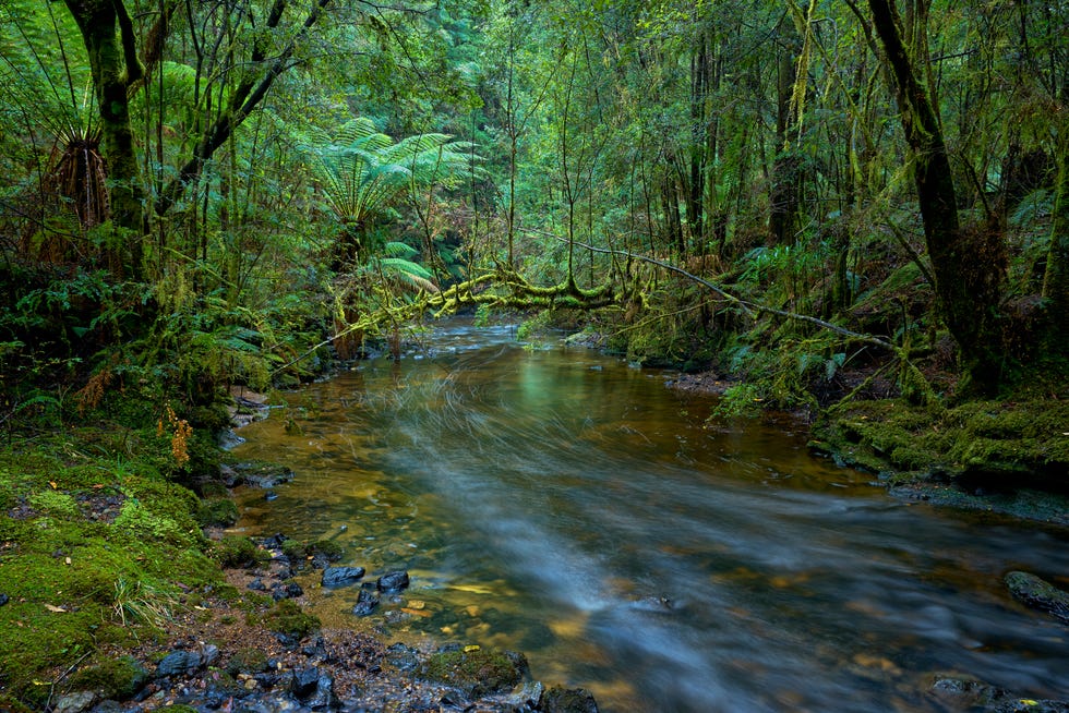 Julius River flowing through temperate rainforest