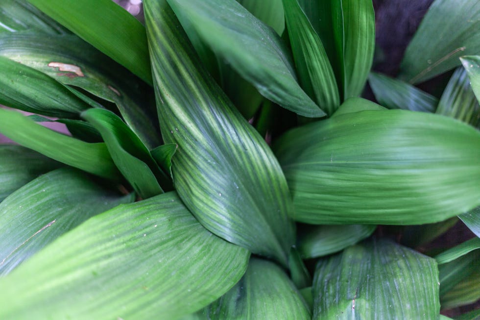 Detail of the leaves of an aspidistra elatior