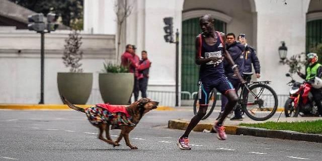 Atacado por un perro durante la carrera, un atleta keniano pierde el maratón