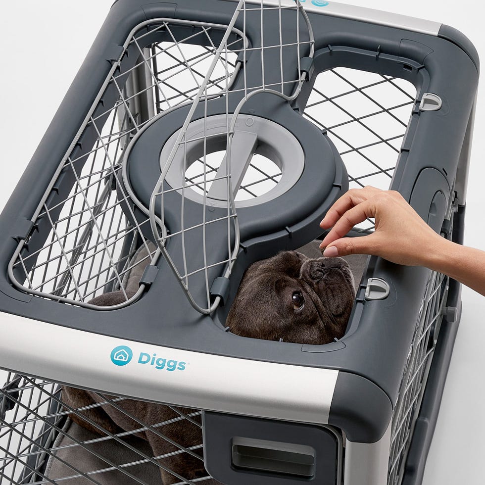 Diggs Collapsible Dog Crate Review: Why The Diggs Crate Went Viral