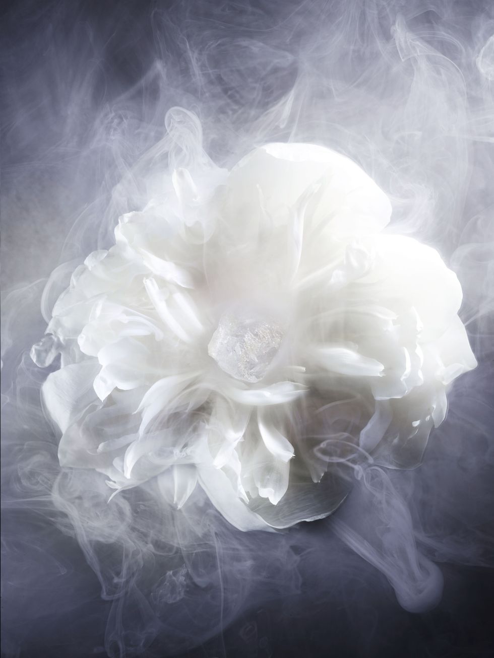 a white flower image maison christian dior parfum new look