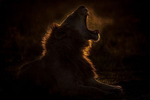 Een leeuw geeuwt in het vroege ochtendlicht in de Masai Mara in Kenia Het wildreservaat is wereldberoemd om zijn populaties grote katten