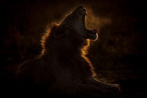 Een leeuw geeuwt in het vroege ochtendlicht in de Masai Mara in Kenia Het wildreservaat is wereldberoemd om zijn populaties grote katten