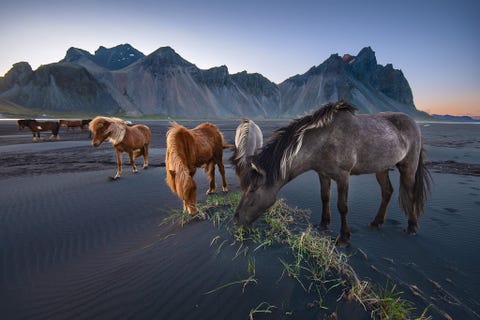 Wilde paarden grazen onder een middernachtzon in IJsland Dankzij een combinatie van het lot en een goede voorbereiding kon Your Shotfotogtaaf Donald Yip deze foto maken Ik was er om elf uur s avonds en gaf mezelf voldoende tijd voordat de zonsondergang begon De wolken waren helaas verdwenen maar ik ging gewoon door vertelt hij In de verte zag ik deze paarden ronddwalen Ik pakte meteen mijn spullen rende erheen en maakte dit beeld