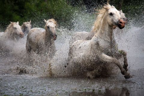 Camarguepaarden rennen door een modderige rivier in Port Camargue in LanguedocRoussillon in Frankrijk Deze paarden zijn inheems in deze regio in Frankrijk en hebben altijd een witte vacht