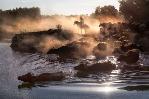In Kayseri in Turkije drijft een cowboy honderden waterbuffels naar een plek waar ze kunnen drinken en zwemmen Bij zonsondergang zal hij ze terugbrengen naar hun schuur voor de avond