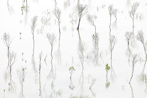 Op deze foto ziet een klein mangrovebos er misschien uit als abstracte kunst maar in werkelijkheid hebben mangrovebossen een belangrijke functie in het beschermen van zowel kustlijnen als kleine organismen tijdens stormen