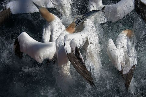 Janvangenten zijn prachtige rovende zeevogels zegt Joel Woods die deze foto ongeveer 160 kilometer ten oosten van Cape Cod in Massachusetts maakte Hoewel ze zeer bedreven zijn in jagen grijpen ze ook af en toe een vis die uit ons net is gevallen
