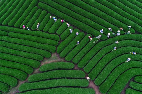 Arbeiders oogsten thee in Son La in Vietnam Het land verdient jaarlijks bijna  15 miljard aan theeverkoop