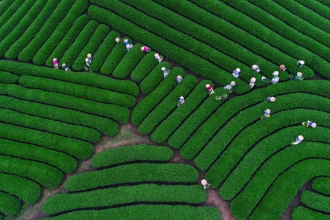 Arbeiders oogsten thee in Son La in Vietnam Het land verdient jaarlijks bijna 15 miljard aan theeverkoop