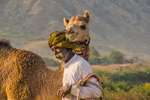 De Pushkar Camel Fair in India trekt jaarlijks ongeveer 200000 bezoekers Hier deelt een man een teder moment met een van zijn kamelen