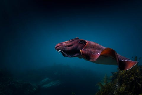 Een zeekat inktvis glijdt door de wateren voor de kust van New South Wales Australi Ik hou gewoon van de manier waarop ze bewegen zegt Your Shotfotograaf Skye Migan Als kleine onderwaterUFOs