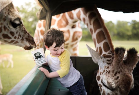 Een jongen interacteert met giraffen in het Global Wildlife Center in Folsom in Louisiana Het centrum biedt onderdak aan meer dan 4000 dieren van over de hele wereld