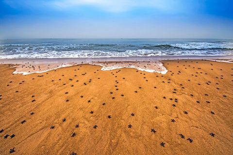 Elk jaar komen er miljoenen kleine dwergschildpadden uit op Rushikulya Beach in India Het is een verraderlijke reis experts schatten dat slechts 1 op de 1000 babyzeeschildpadden het water zal halen voordat ze door een roofdier worden gedood