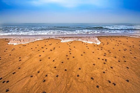 Elk jaar komen er miljoenen kleine dwergschildpadden uit op Rushikulya Beach in India Het is een verraderlijke reis experts schatten dat slechts 1 op de 1000 babyzeeschildpadden het water zal halen voordat ze door een roofdier worden gedood
