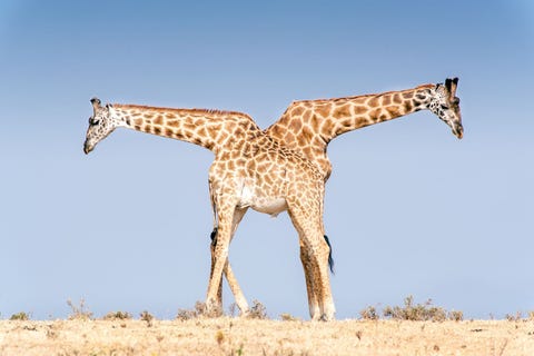 Twee jonge mannelijke giraffen nemen even een pauze van het vechten in de Ngorongoro Conservation Area in Tanzania Giraffen vechten door hun nek tegen elkaar aan te slaan in een poging dominantie te verkrijgen en zich te profileren als de betere partner