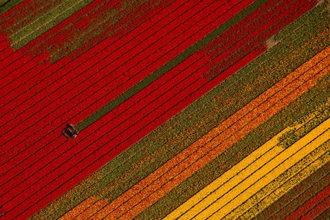 Een boer oogst tulpen in Nederland Vorig jaar produceerde Nederland naar schatting 2 miljard bollen