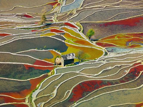 Rijstvelden vormen ingewikkelde en kleurrijke patronen in Yunnan in China De kleuren komen van algen die groeien op het stilstaande water waarin de rijst groeit