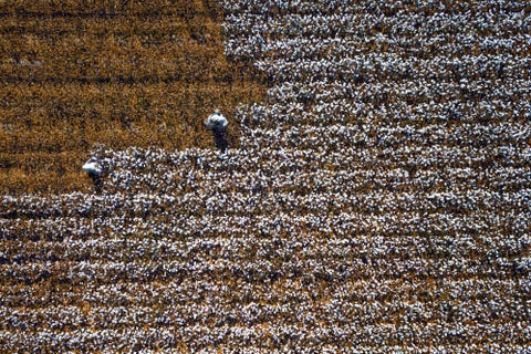 Elk najaar trekken duizenden arbeiders naar de regio Xinjiang Uyghur in China om katoengewassen met de hand te oogsten Xinjiang is de grootste producent van katoen in China en China is de grootste exporteur van katoen ter wereld