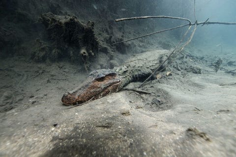 Een kaaiman rust op de bodem van de Formosorivier in Brazili Kaaimannen eten vis en kleine vogels en ze kunnen zelf ten prooi vallen aan anacondas en jaguars