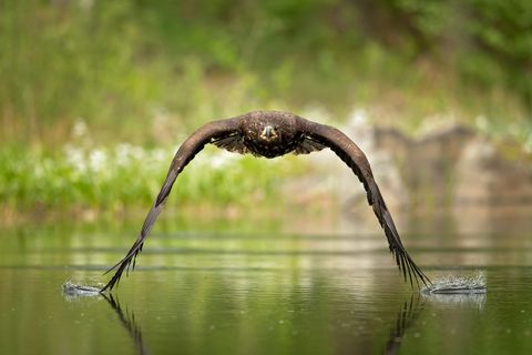 Een zeearend scheert over de oppervlakte van een vijver in Tsjechi De zeearend is een van de grootste roofvogels met een spanwijdte van maximaal 250 cm