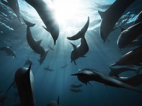 Voor de kust van Costa Rica werd Your Shotfotograaf Shelton Du Preez omringd door een superpod van dolfijnen We waren uitgerust met een elektrisch onderwaterpropellersysteem waarmee we hun moeiteloos speelse gedrag konden nadoen en ze waren er dol op  herinnert hij zich In kristalhelder water waren we constant omringd door niet minder dan een paar honderd dolfijnen