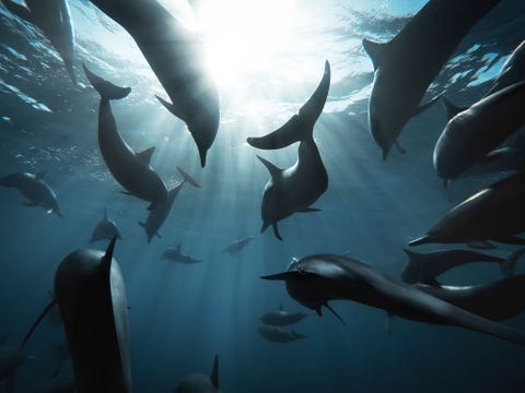 Voor de kust van Costa Rica werd Your Shotfotograaf Shelton Du Preez omringd door een superpod van dolfijnen We waren uitgerust met een elektrisch onderwaterpropellersysteem waarmee we hun moeiteloos speelse gedrag konden nadoen en ze waren er dol op herinnert hij zich In kristalhelder water waren we constant omringd door niet minder dan een paar honderd dolfijnen