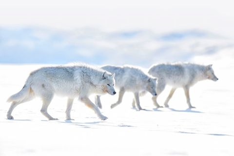 Een groep arctische wolven slentert langs op de Arctic Bay in Nunavut Canada Het is moeilijk voor wetenschappers om tijd te besteden aan het bestuderen van de dieren omdat de temperaturen in dit klimaat kunnen dalen tot 50  C