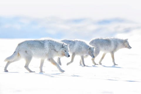 Een groep arctische wolven slentert langs op de Arctic Bay in Nunavut Canada Het is moeilijk voor wetenschappers om tijd te besteden aan het bestuderen van de dieren omdat de temperaturen in dit klimaat kunnen dalen tot 50 C