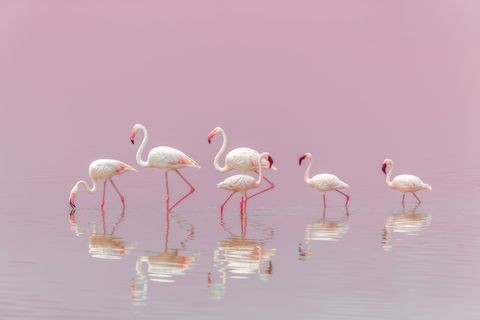 Grote en kleine flamingos rusten en eten in de ondiepe wateren van een kleine vijver in Tanzania Grote flamingos zijn langer en bleker van kleur terwijl de kleine flamingo kortere poten heeft en donkerder van kleur is
