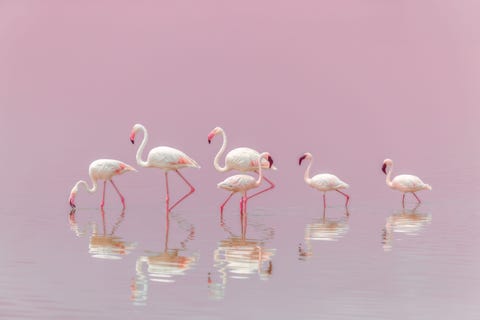 Grote en kleine flamingos rusten en eten in de ondiepe wateren van een kleine vijver in Tanzania Grote flamingos zijn langer en bleker van kleur terwijl de kleine flamingo kortere poten heeft en donkerder van kleur is