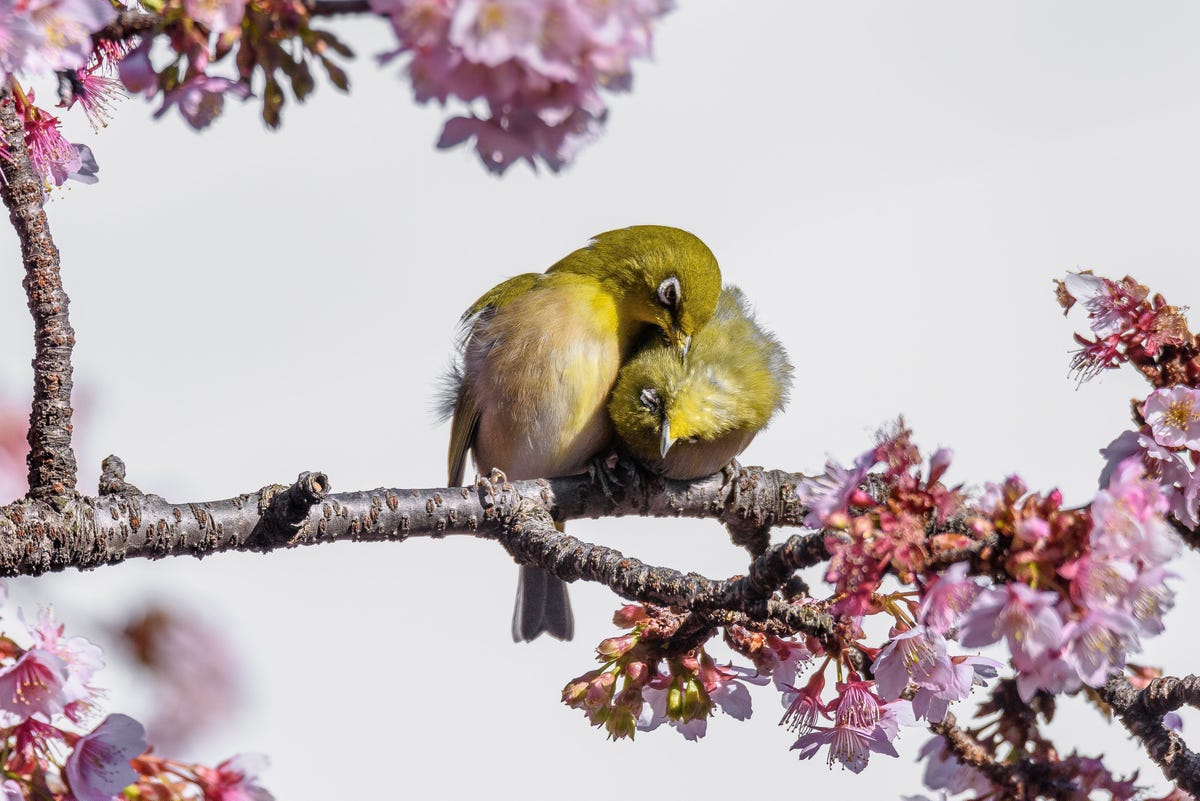 Twee zangbrilvogels zitten knuffelend op de tak van een kersenboom in Japan Meestal paren de vogels met slechts n andere vogel tegelijk