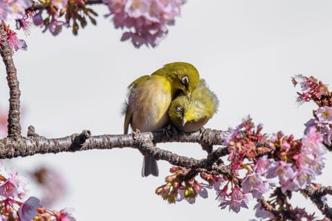 Twee zangbrilvogels zitten knuffelend op de tak van een kersenboom in Japan Meestal paren de vogels met slechts n andere vogel tegelijk
